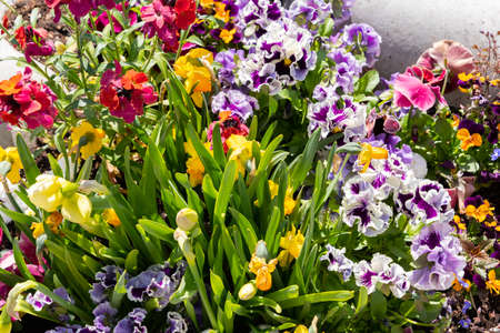 Chur, Switzerland, April 11, 2022 Colorful flowers are growing in the city park on a sunny day in spring timeの写真素材