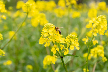 Vaduz, Liechtenstein, May 1, 2022 Bee is collecting fresh nectar from a yellow flower in spring time