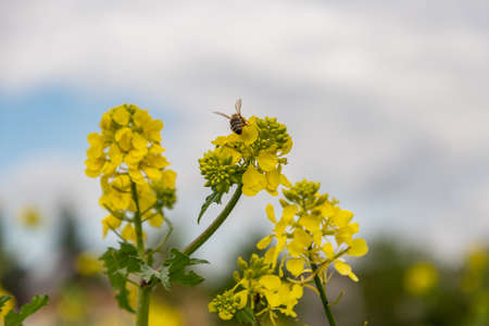 Vaduz, Liechtenstein, May 1, 2022 Bee is collecting fresh nectar from a yellow flower in spring time