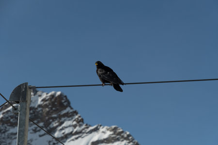 Jungfraujoch, Canton Bern, Switzerland, February 11, 2023 Black bird is sitting on a rope with a snow covered mountain in the backgroundの写真素材