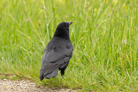 Zurich, Switzerland, May 10, 2023 Black raven is walking on a green meadow