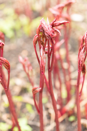 Zurich, Switzerland, April 20, 2023 Red paeonia plant at the botanical gardenの写真素材