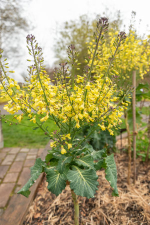 Zurich, Switzerland, April 20, 2023 Brassica Oleracea or purple sprouting santee at the botanical...