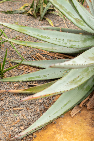 Zurich, Switzerland, April 20, 2023 Aloe Petricola plant at the botanical gardenの写真素材