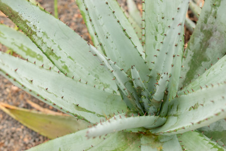 Zurich, Switzerland, April 20, 2023 Aloe Petricola plant at the botanical gardenの写真素材