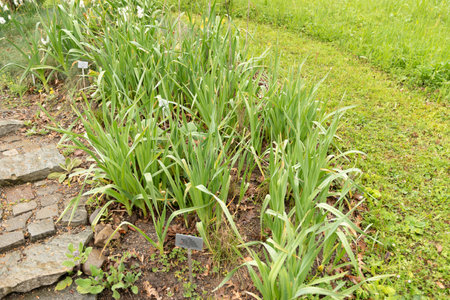 Zurich, Switzerland, April 20, 2023 Plantation in spring time at the botanical gardenの写真素材