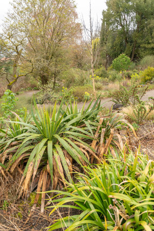 Zurich, Switzerland, April 20, 2023 Plantation in spring time at the botanical gardenの写真素材