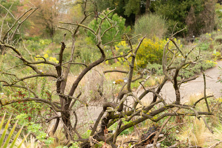 Zurich, Switzerland, April 20, 2023 Plantation in spring time at the botanical gardenの写真素材