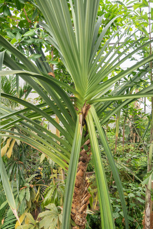 Zurich, Switzerland, April 20, 2023 Tropical and exotic palm tree at the botanical gardenの写真素材