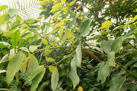 Zurich, Switzerland, April 20, 2023 Tropical and exotic plantations at the botanical gardenの写真素材