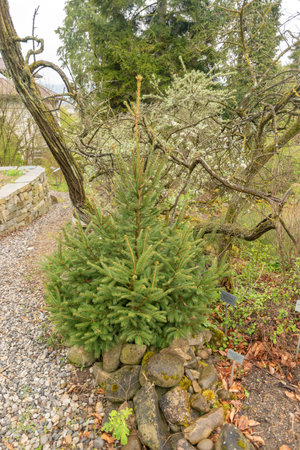 Zurich, Switzerland, April 20, 2023 Plantation in spring time at the botanical gardenの写真素材