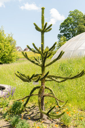 Zurich, Switzerland, May 22, 2023 Monkey puzzle tree or Araucania Araucana at the botanical garden