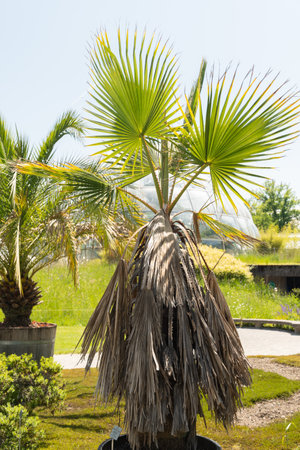 Zurich, Switzerland, May 22, 2023 Mexican fan palm or Washingtonia robusta at the botanical gardenの写真素材