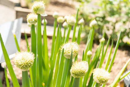 Zurich, Switzerland, May 22, 2023 Bunching onion or Allium Fistulosum plant at the botanical gardenの写真素材