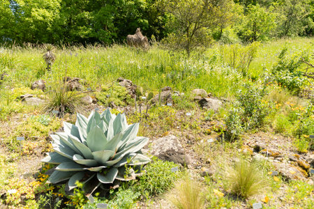 Zurich, Switzerland, May 22, 2023 Whales tongue agave or Agave Ovatifolia at the botanical gardenの写真素材