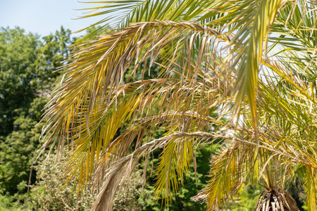 Zurich, Switzerland, May 22, 2023 Pineapple palm or Phoenix Canariensis plant at the botanical gardenの写真素材