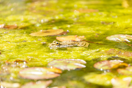 Zurich, Switzerland, May 22, 2023 Frog in a pond at the botanical gardenの写真素材