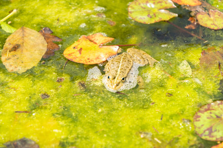 Zurich, Switzerland, May 22, 2023 Frog in a pond at the botanical gardenの写真素材