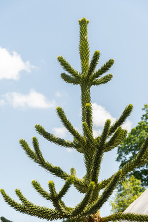 Zurich, Switzerland, May 22, 2023 Monkey puzzle tree or Araucania Araucana at the botanical gardenの写真素材