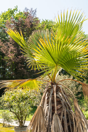 Zurich, Switzerland, May 22, 2023 Mexican fan palm or Washingtonia robusta at the botanical gardenの写真素材