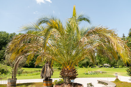 Zurich, Switzerland, May 22, 2023 Pineapple palm or Phoenix Canariensis plant at the botanical gardenの写真素材