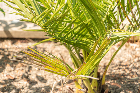 Zurich, Switzerland, May 22, 2023 Chilean wine palm or Jubaea Chilensis plant at the botanical gardenの写真素材