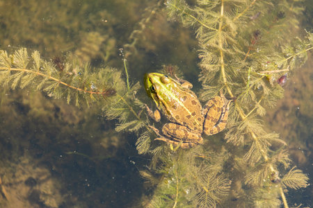 Zurich, Switzerland, May 22, 2023 Frog in a pond at the botanical gardenの写真素材