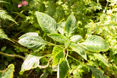 Zurich, Switzerland, May 22, 2023 Impatiens Mackeyana plant at the botanical gardenの写真素材