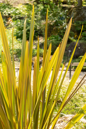 Zurich, Switzerland, May 22, 2023 Unknown,plant at the botanical gardenの写真素材
