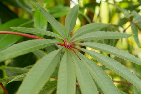 Zurich, Switzerland, May 22, 2023 Palm leaf begonia or Begonia Luxurians at the botanical gardenの写真素材