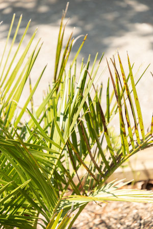 Zurich, Switzerland, May 22, 2023 Chilean wine palm or Jubaea Chilensis plant at the botanical gardenの写真素材