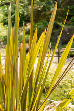 Zurich, Switzerland, May 22, 2023 Unknown,plant at the botanical gardenの写真素材