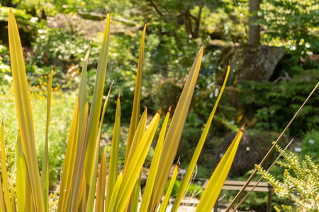 Zurich, Switzerland, May 22, 2023 Unknown,plant at the botanical gardenの写真素材