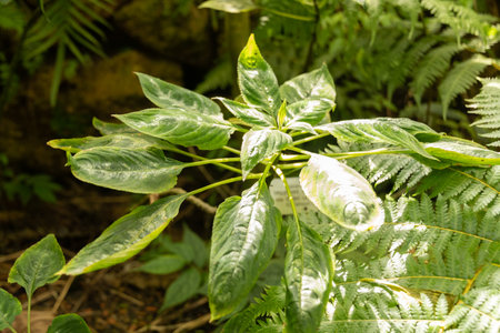 Zurich, Switzerland, May 22, 2023 Impatiens Mackeyana plant at the botanical gardenの写真素材
