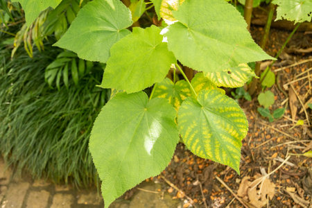 Zurich, Switzerland, May 22, 2023 African hemp plant or Sparrmannia Africana at the botanical gardenの写真素材