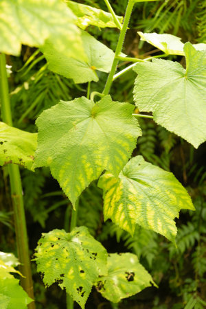 Zurich, Switzerland, May 22, 2023 African hemp plant or Sparrmannia Africana at the botanical gardenの写真素材