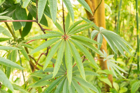 Zurich, Switzerland, May 22, 2023 Palm leaf begonia or Begonia Luxurians at the botanical gardenの写真素材