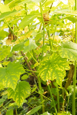 Zurich, Switzerland, May 22, 2023 African hemp plant or Sparrmannia Africana at the botanical gardenの写真素材