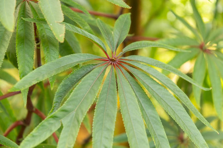Zurich, Switzerland, May 22, 2023 Palm leaf begonia or Begonia Luxurians at the botanical gardenの写真素材