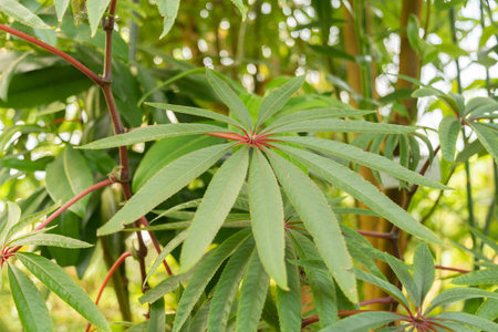 Zurich, Switzerland, May 22, 2023 Palm leaf begonia or Begonia Luxurians at the botanical gardenの写真素材