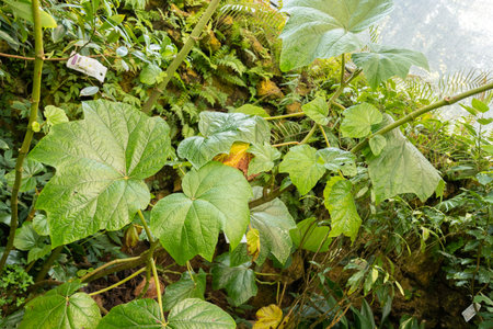 Zurich, Switzerland, May 22, 2023 Begonia Parviflora plant at the botanical gardenの写真素材