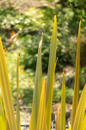 Zurich, Switzerland, May 22, 2023 Unknown,plant at the botanical gardenの写真素材