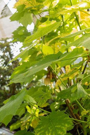 Zurich, Switzerland, May 22, 2023 African hemp plant or Sparrmannia Africana at the botanical gardenの写真素材
