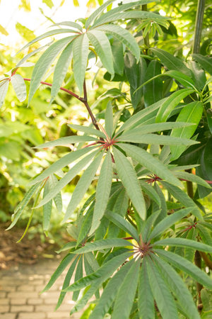 Zurich, Switzerland, May 22, 2023 Palm leaf begonia or Begonia Luxurians at the botanical gardenの写真素材