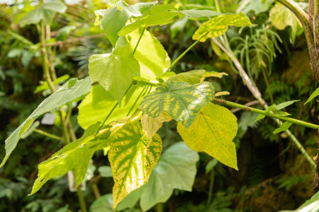 Zurich, Switzerland, May 22, 2023 African hemp plant or Sparrmannia Africana at the botanical gardenの写真素材