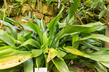 Zurich, Switzerland, May 22, 2023 Bar room plant or Aspidistra Elatior at the botanical gardenの写真素材