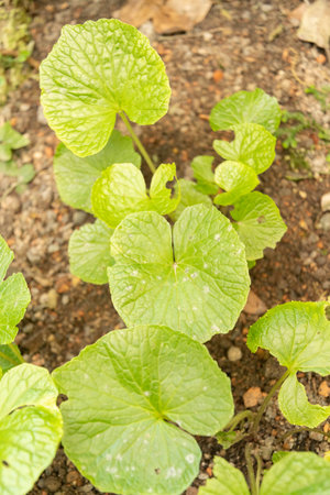 Zurich, Switzerland, May 22, 2023 Eutrema Wasabi plant at the botanical gardenの写真素材