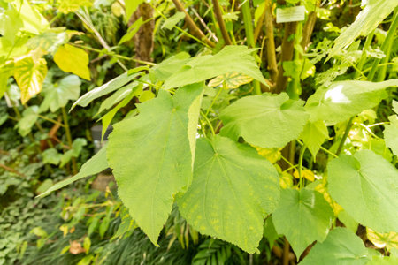 Zurich, Switzerland, May 22, 2023 African hemp plant or Sparrmannia Africana at the botanical gardenの写真素材