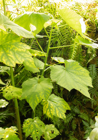 Zurich, Switzerland, May 22, 2023 African hemp plant or Sparrmannia Africana at the botanical gardenの写真素材