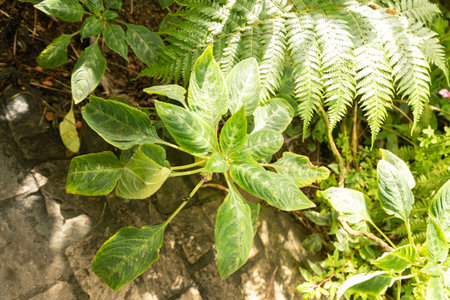 Zurich, Switzerland, May 22, 2023 Impatiens Mackeyana plant at the botanical gardenの写真素材